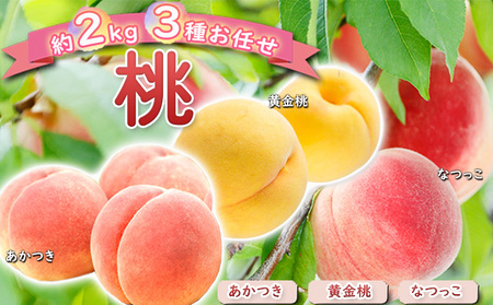 桃 約2kg 3種お任せ あかつき なつっこ 黄金桃 桃