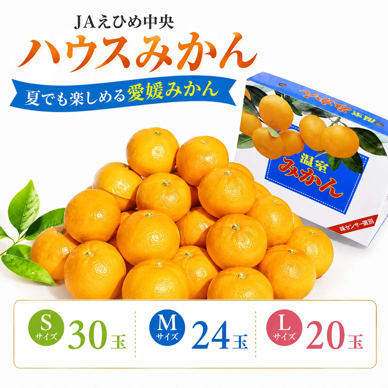 ハウスみかん みかん ハウスみかん 【SSK0052】