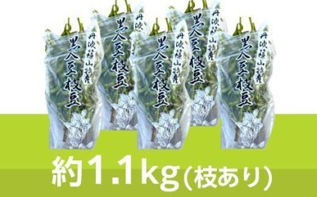 【早期予約/2026年10月中旬発送】令和8年産 枝付き 丹波黒枝豆(1.1kg×5個・枝あり)  大粒 黒枝豆 丹波篠山産 Q012