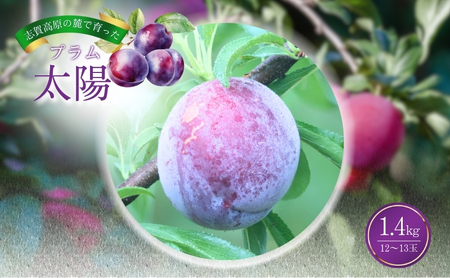 桃 志賀高原 プラム 太陽 1.4kg 12～13玉 桃