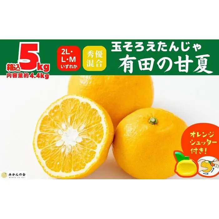 甘夏 玉ぞろい 箱込 5kg ( 内容量約 4.4kg ) 秀品 優品 混合 2L  L M サイズのいずれか 和歌山県 産地直送 ［みかんの会］