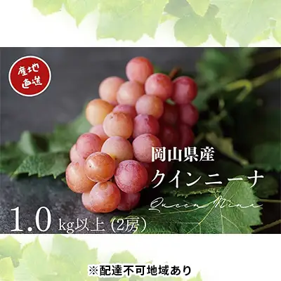 厳選 クイーンニーナ 2房 合計1.0kg以上 産地直送 朝採れ ぶどう 葡萄 Kawahara Green Farm 岡山県産 2026年 果物 フルーツ みずみずしい 酸味が少ない さっぱり 希少品種 
