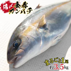 結城水産　金寿カンパチ　N015-YZC011