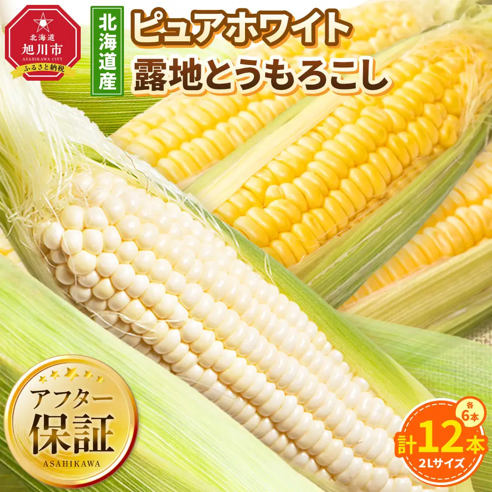 高評価★5.0【先行予約】北海道産ピュアホワイト・露地とうもろこし　計12本 2026年8月下旬から発送開始 | とうもろこし _00113