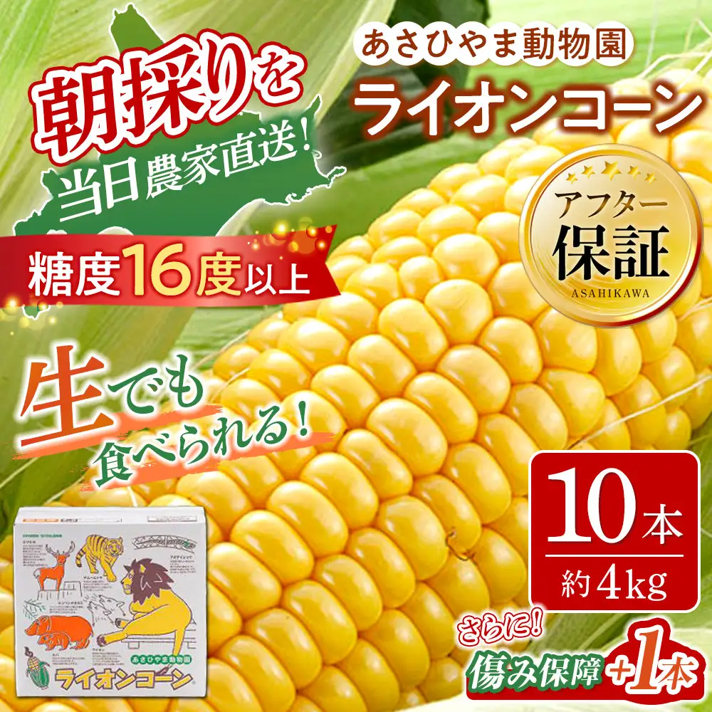 【先行予約】あさひやま動物園ライオンコーン4kg(ゴールドラッシュ10本)2026年8月下旬から発送開始 | とうもろこし とうもろこし 北海道 _00307