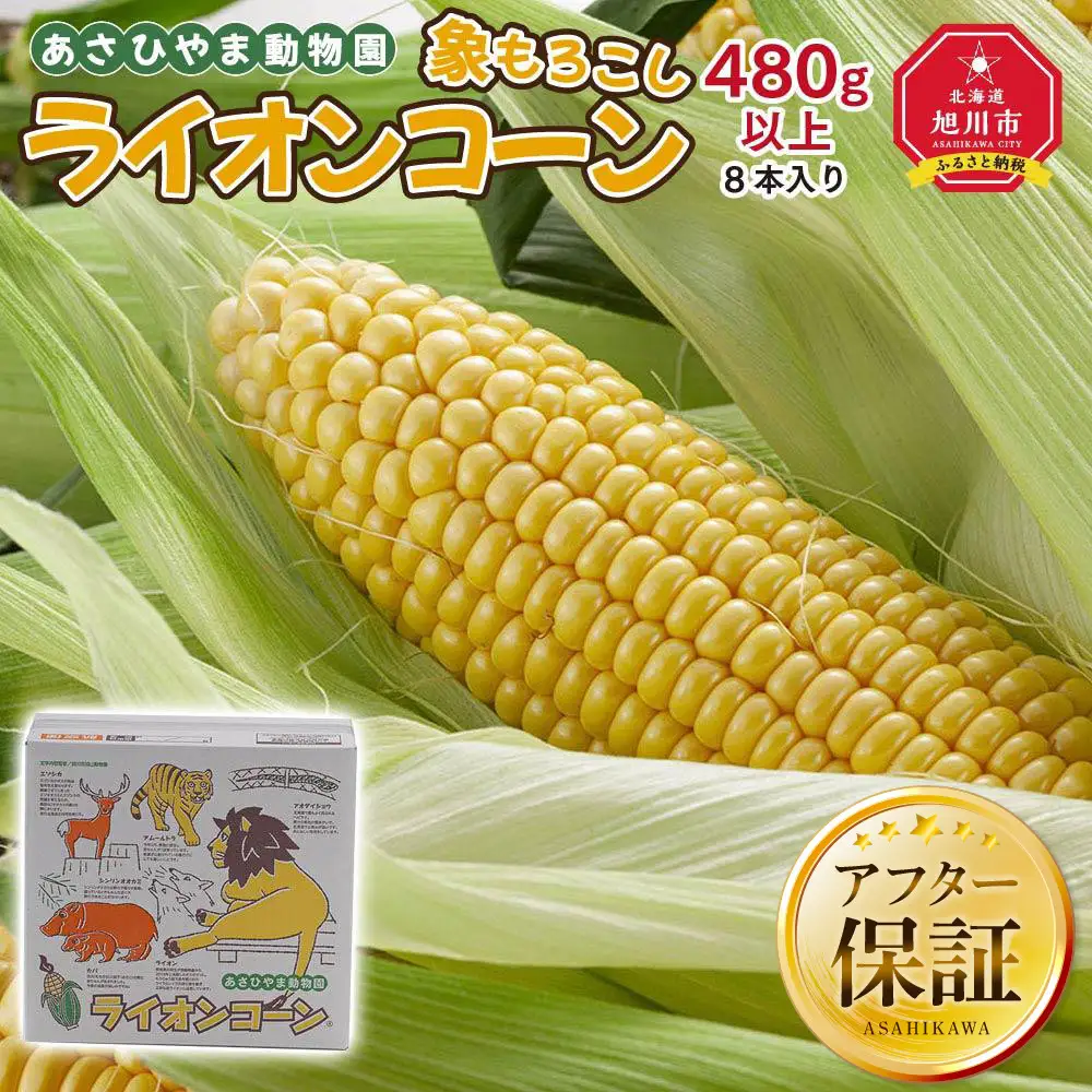 【先行予約】象もろこし（ライオンコーン）大きいサイズのトウモロコシ　480ｇ以上8本入り(2025年8月下旬～発送開始) | トウモロコシ  _01412