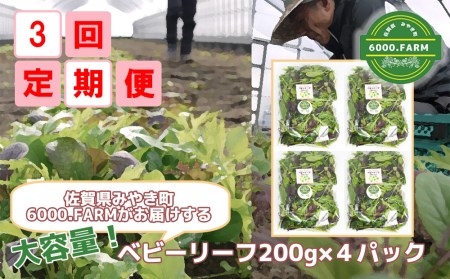 FV006_【3回定期便】大容量ベビーリーフ200ｇ×４セット 有機JAS認証取得