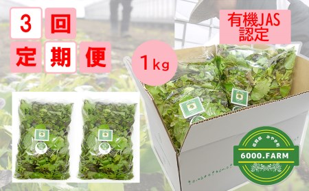 FV008_【3回定期便】【飲食店御用達】有機JAS認証サラダリーフMix(500g×２袋　合計１ｋｇ）