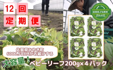 FV014_【12回定期便】大容量ベビーリーフ200ｇ×４セット 有機JAS認証取得