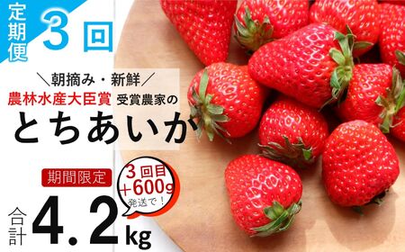 【定期便3回】 いちごっぱなし 旬いちご 1.2kg