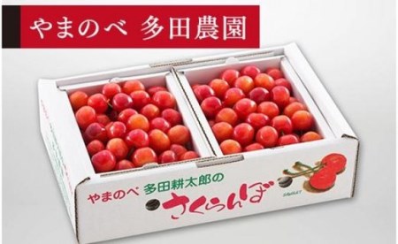 《2027年先行予約》【佐藤錦】バラ詰 L 500g×2【やまのべ多田耕太郎のさくらんぼ 多田農園】期間限定 数量限定 F4A-0026