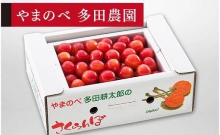 《2027年先行予約》【佐藤錦】バラ詰 L 500g【やまのべ多田耕太郎のさくらんぼ 多田農園】期間限定 数量限定 F4A-0036