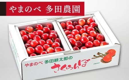 《先行予約》2027年 山形県産 紅さやか バラ詰め(パック）1kg M～L やまのべ多田耕太郎のさくらんぼ F4A-0343