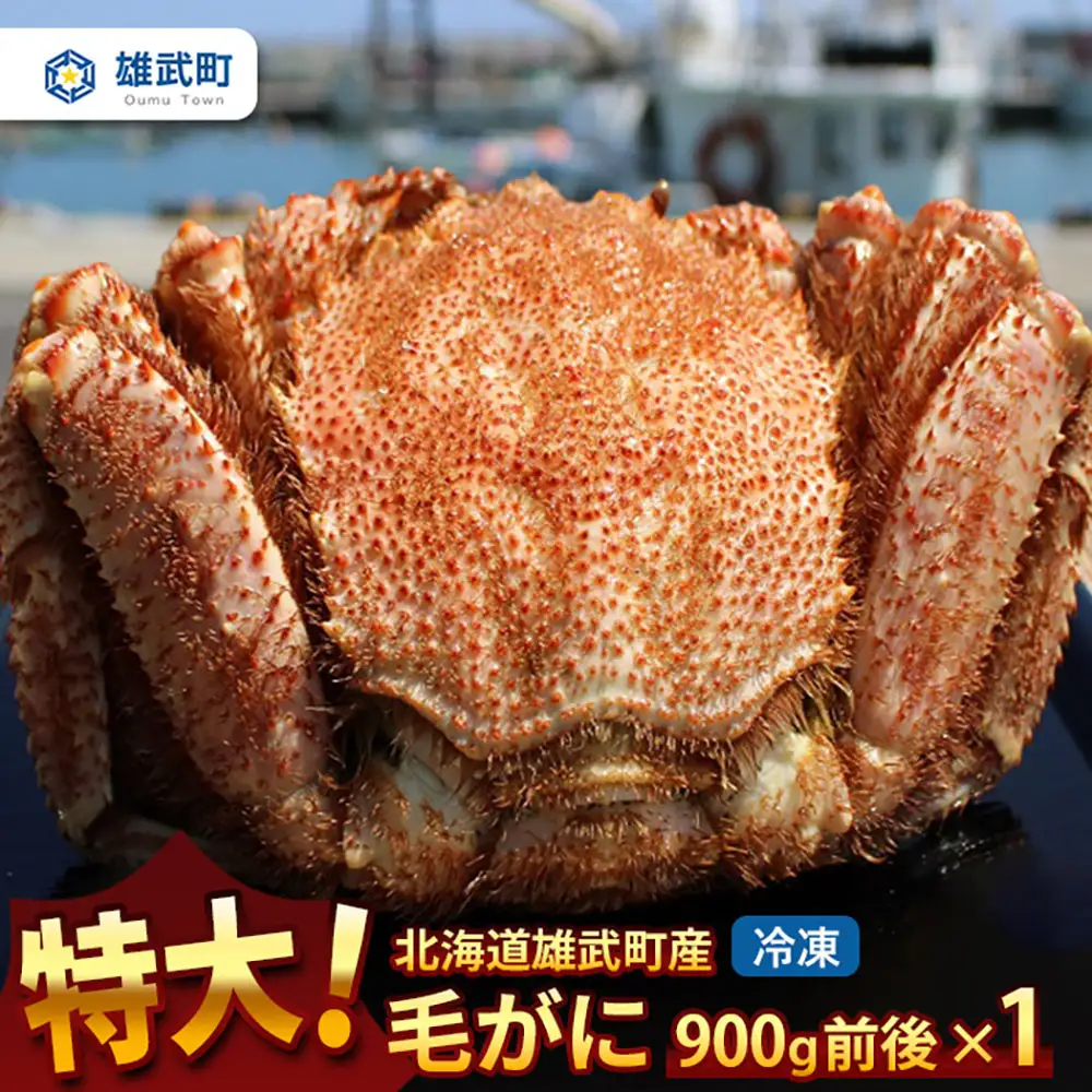 【北海道雄武町産】超特大毛がに900g前後×1（冷凍）【1231603】