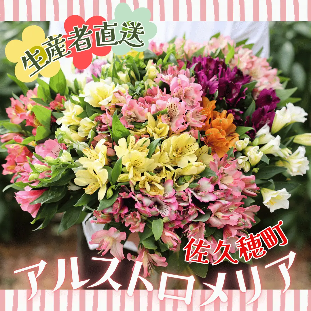 華やかな　アルストロメリア【上級品・生花】花農家直送品A　９月～３月発送　花丈80cm・30本前後［KS-101］