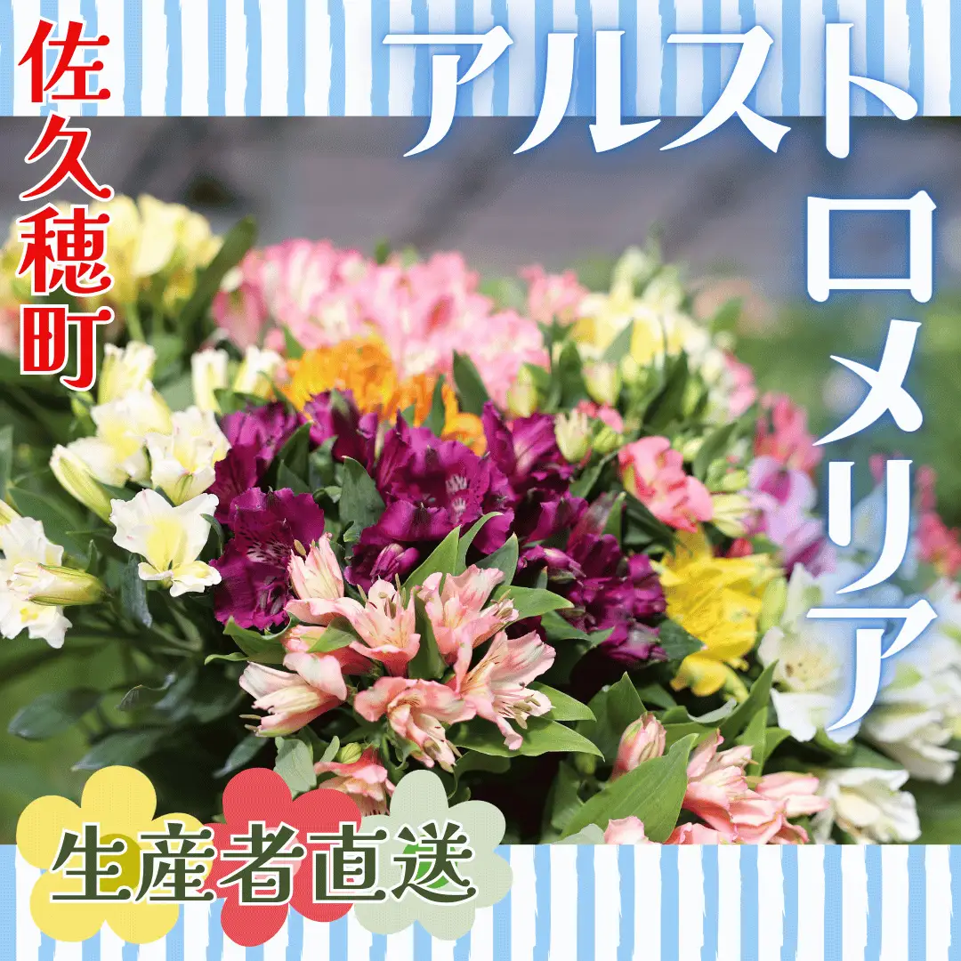 華やかな　アルストロメリア【生花】花農家直送品C　９月～３月発送　（多少茎の曲がりあり・花丈70cm・35本前後）［KS-103］