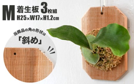 【着生板】Mサイズ 3枚組「角の形状：斜め」