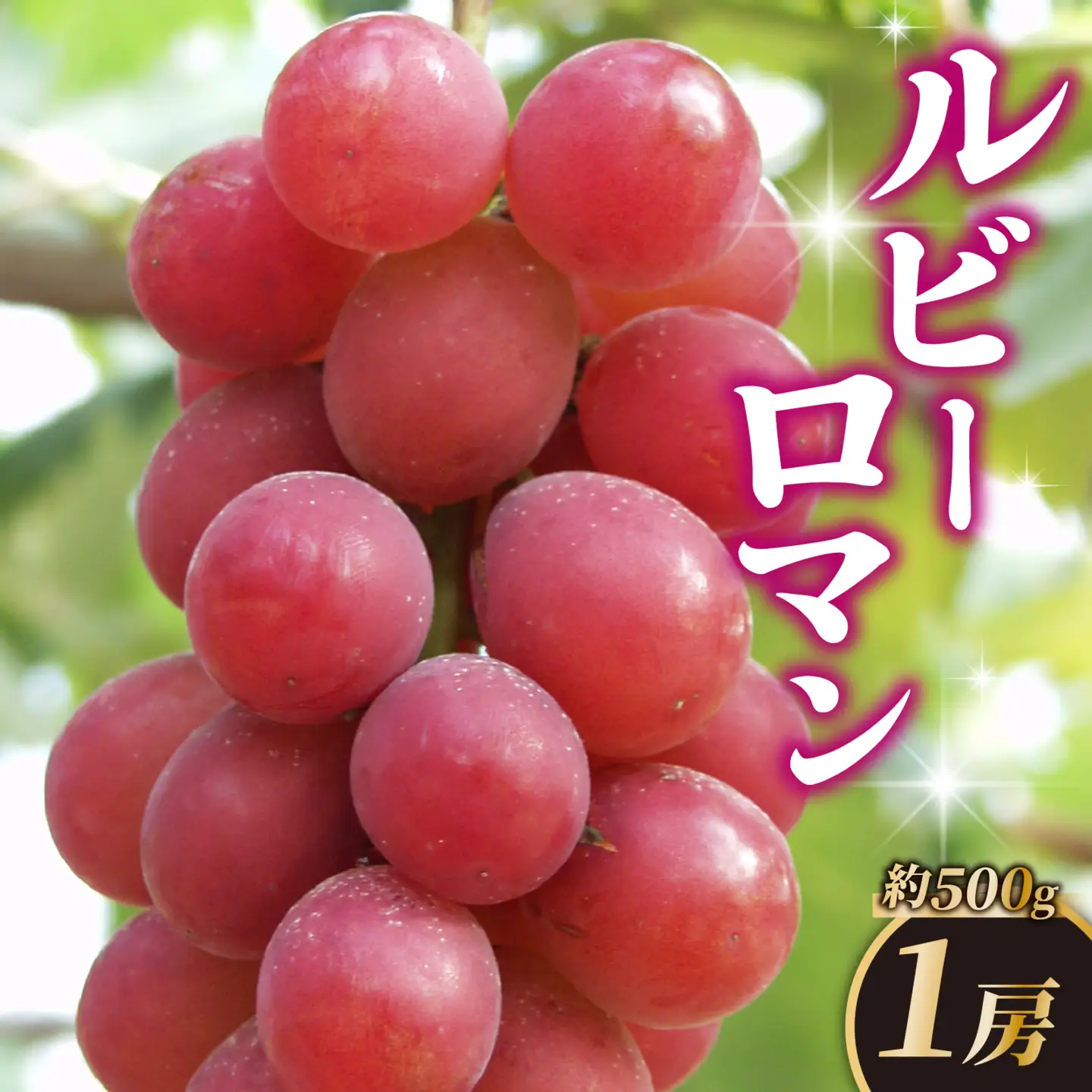 ルビーロマン 1房 約500g（1箱）【2026年収穫分】｜ ぶどう ぶどう 葡萄