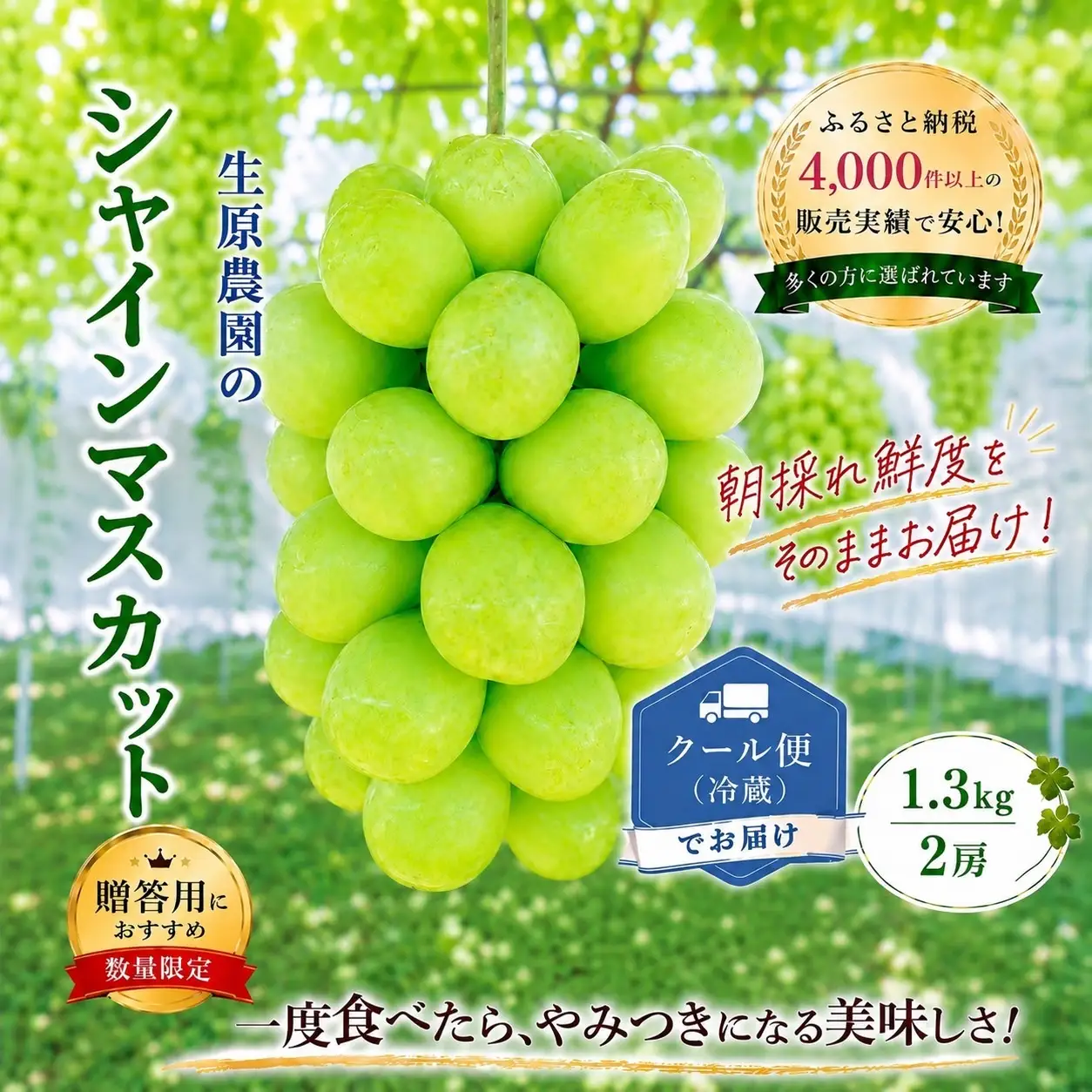 【2026年発送★先行予約】フルーツ王国笛吹市のシャインマスカット2房1.3kg クール便配送 137-001-26y