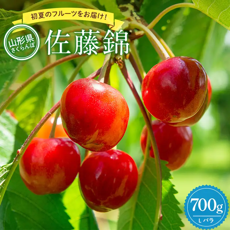 【2027年先行予約】佐藤錦 700g 秀品 Lサイズ バラ詰め FSY-0668