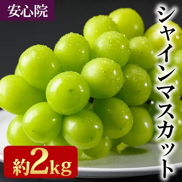 シャインマスカット(約2kg)フルーツ 果物 葡萄 ぶどう 安心院 人気 ランキング＜先行予約受付中！2026年8月下旬より順次発送予定＞＜北海道 沖縄 離島配送不可＞【106300501】【大分県農業協同組合　北部エリア】