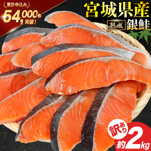 訳あり 宮城県産 熟成 銀鮭 切身 約2kg 鮭 
