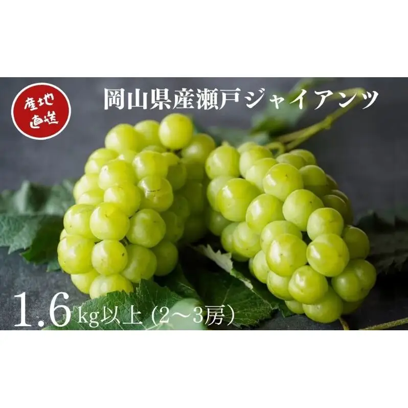 厳選 瀬戸ジャイアンツ 2～3房 合計1.6kg以上 産地直送 朝採れ ぶどう 葡萄 Kawahara Green Farm 岡山県産 2026年 果物 フルーツ 岡山のブドウ デザート 食べ物 国産 日本産 