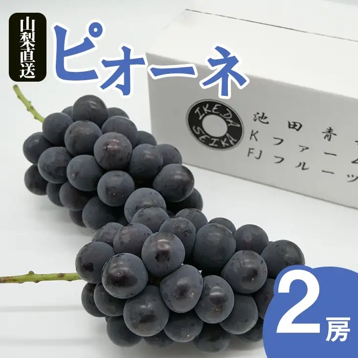 【2026年発送★先行予約】厳選!! 池田青果のピオーネ　1.0kg　2房173-008