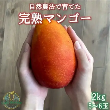 【2027年6月から順次発送】田場農園の栽培期間中農薬不使用マンゴー2kg(5～6玉)【配送不可地域：離島】【1386744】