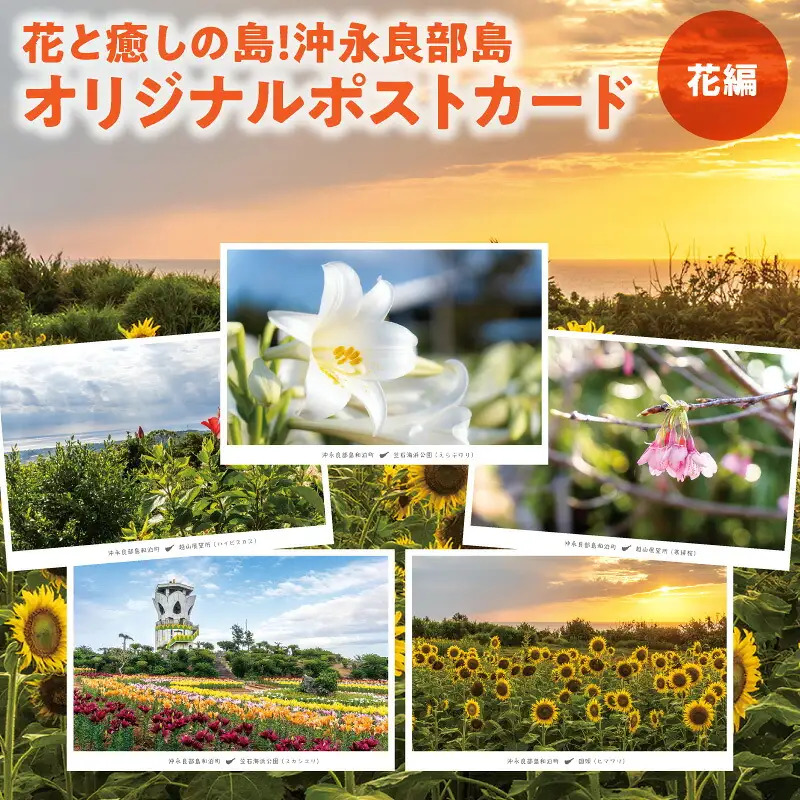 花と癒しの島！沖永良部島オリジナルポストカード（花編） W060-002u 雑貨 日用品