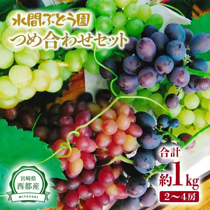 シャインマスカット入り 完熟ぶどうお任せ詰め合わせセット 1kg 【水間ぶどう園】先行予約＜16-3a＞