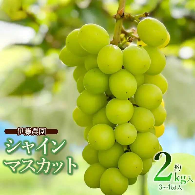 【令和8年産先行予約】 シャインマスカット 約2kg (3～4房) 山形県鶴岡市　伊藤農園