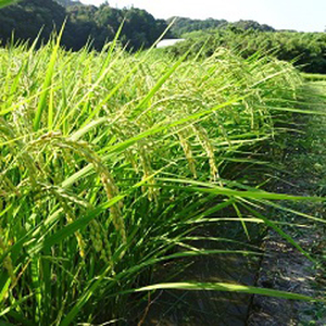 すくも産コシヒカリ 5kg 白米