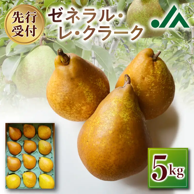 【先行受付：2026年10月中旬以降発送分】洋梨（ゼネラル・レ・クラーク） 5kg 香り豊か 甘味が強い 程よい酸味 北海道 余市 季節限定 フルーツ デザート_Y010-0654
