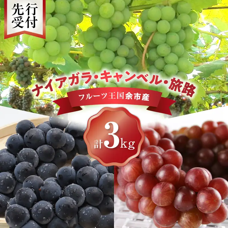 【先行予約：2026年9月中旬以降発送】フルーツ王国余市産「旅路・ナイアガラ・キャンベル」3kg【ニトリ観光果樹園】_Y074-0128