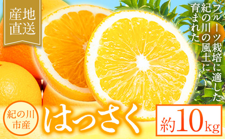 八朔 約10kg ｍ＆ｎ果実園《2027年1月下旬-3月中旬頃出荷》和歌山県 紀の川市 果物 フルーツ はっさく 柑橘類 送料無料