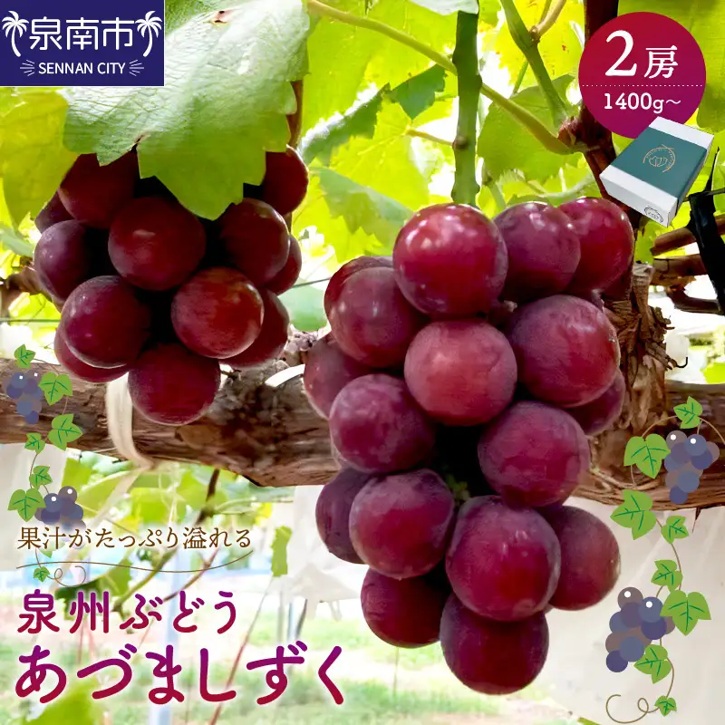 泉州ぶどう あづましずく 2房【065D-012】