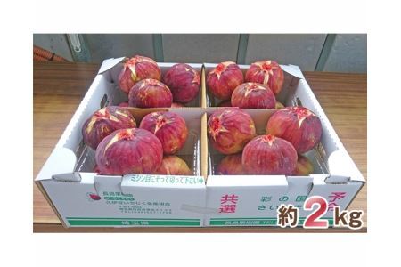 大きな実が自慢の「生いちじく」約2kg No.006