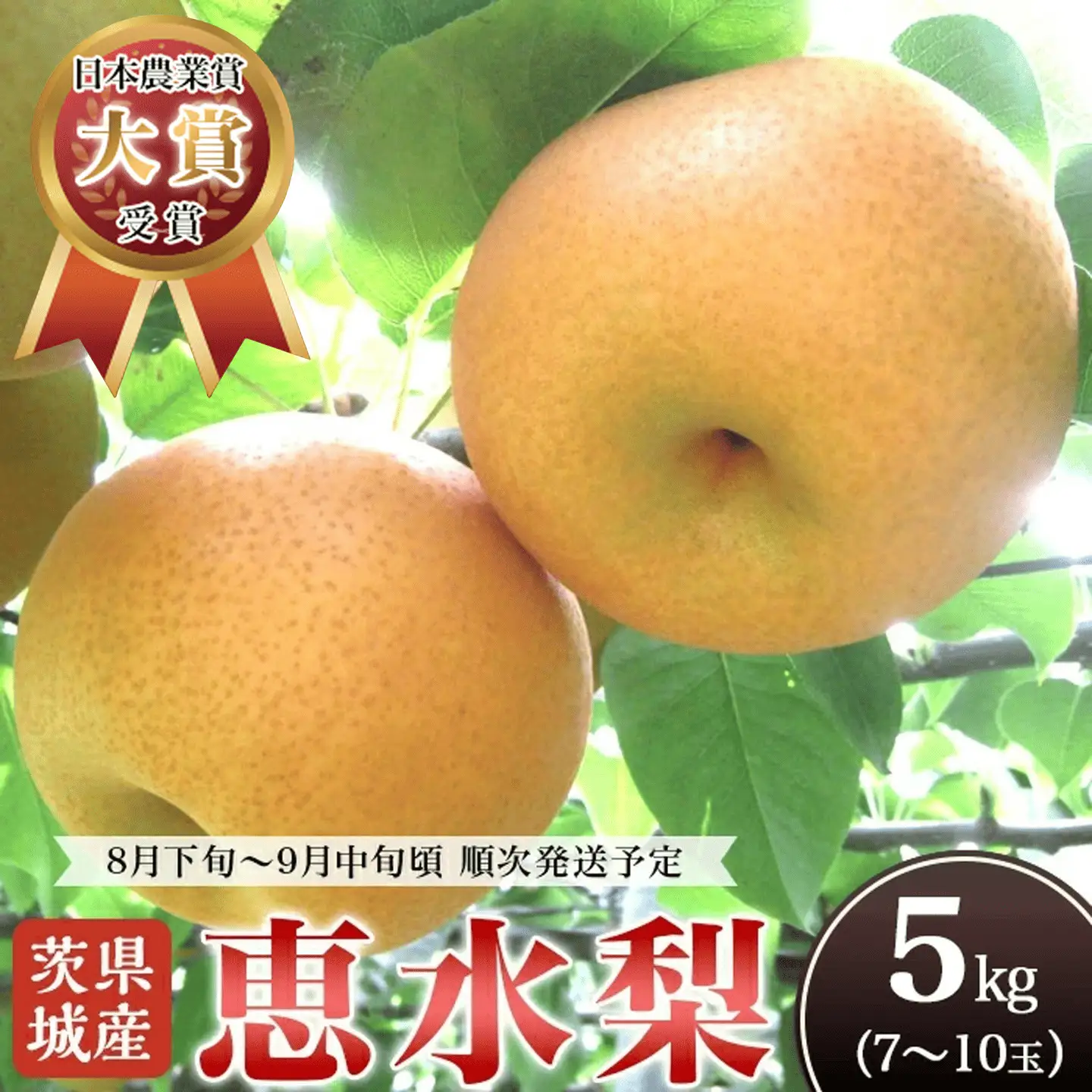 梨 先行予約 恵水 5kg（7〜10玉）　 梨
