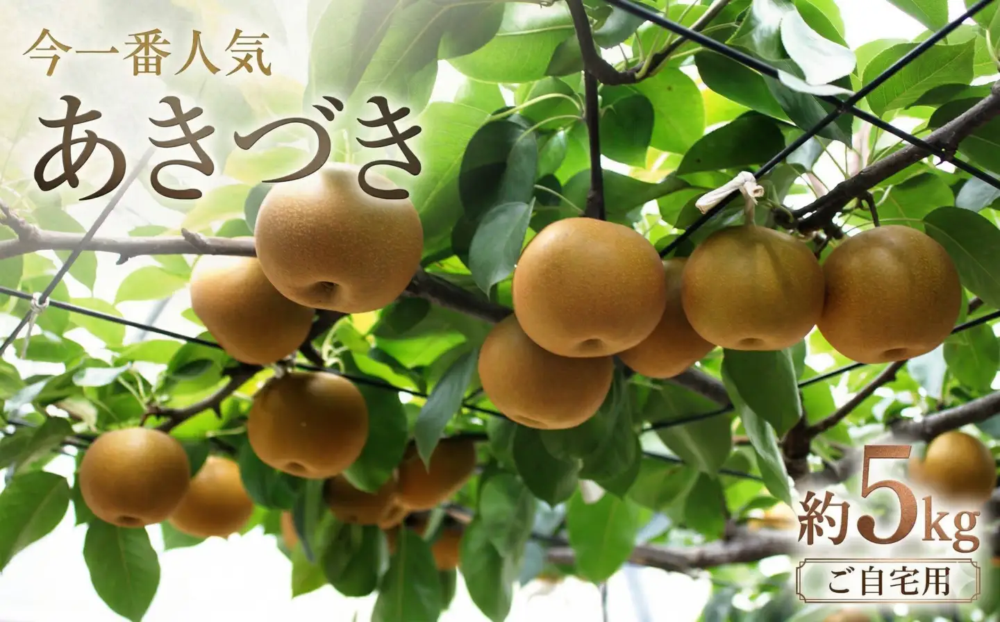 今一番人気 『 あきづき 』 5kg ( 自家用 ) 2026年産 先行予約