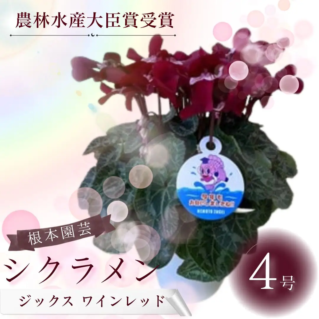 【先行予約】シクラメン ジックス ワインレッド 4号鉢 根本園芸 | シクラメン 農林水産大臣賞
