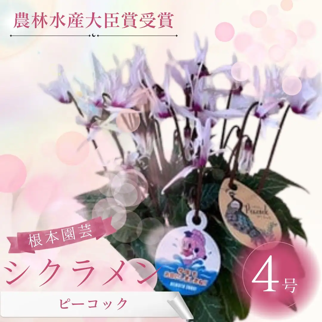 【先行予約】シクラメン ピーコック 4号鉢 根本園芸 | シクラメン 農林水産大臣賞