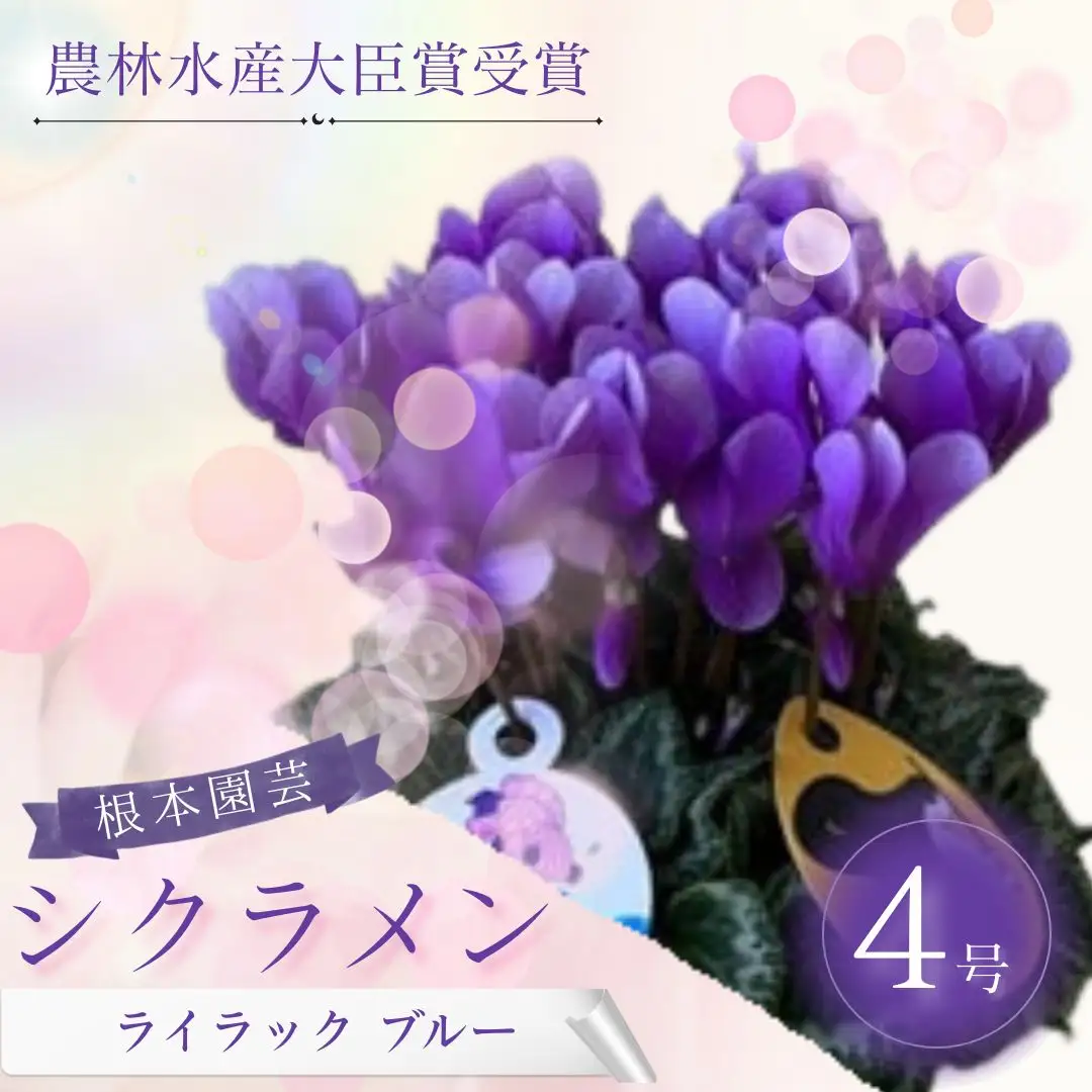 【先行予約】シクラメン ライラック ブルー 4号鉢 根本園芸 | シクラメン 農林水産大臣賞