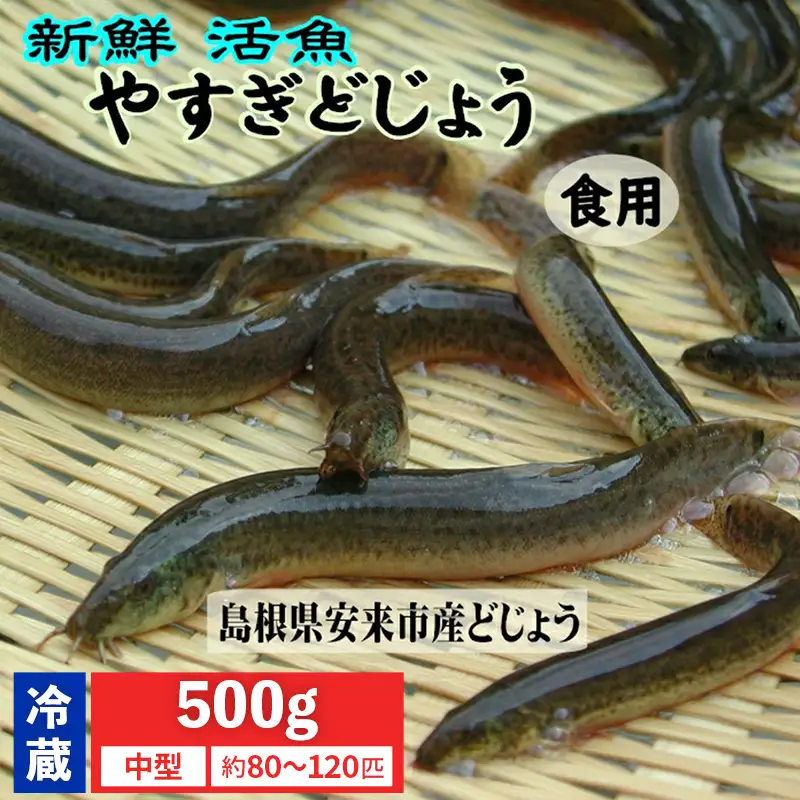 やすぎどじょう500g（女子高生制作どじょう料理レシピBOOK付き）【どじょう 活魚 生きたまま 食用 養殖 やわらかい 弾力 クセがない レシピ付き 魚 美味しい 栄養 食べやすい 新鮮 島根県 安来市】【価格変更】【13-DS-02】