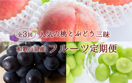 定期便【全3回/7・8・9月】【数量限定】和歌山産フルーツ定期便！人気の桃とぶどう三昧　桃 ピオーネ シャインマスカット【tkb152】