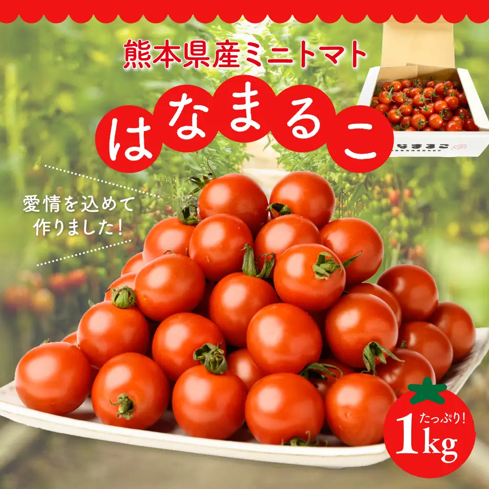 【先行予約】 熊本県八代市産 ミニトマト はなまるこ 1kg とまと 新鮮 サラダ 野菜 やさい 特産品 熊本県 八代市 【2026年11月中旬より順次発送】