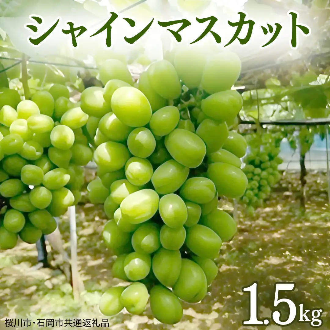 ご自宅用 シャインマスカット 1.5kg ( 桜川市・石岡市共通返礼品 ) マスカット フルーツ 果物 2026年9月上旬以降発送 [DC009sa]