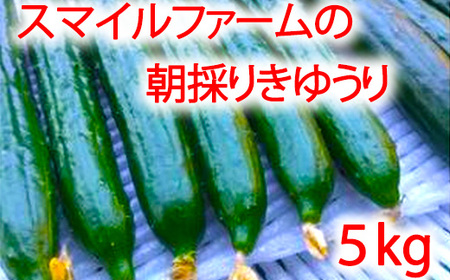 朝採りきゆうり5kg【FM02W2】 野菜 新鮮
