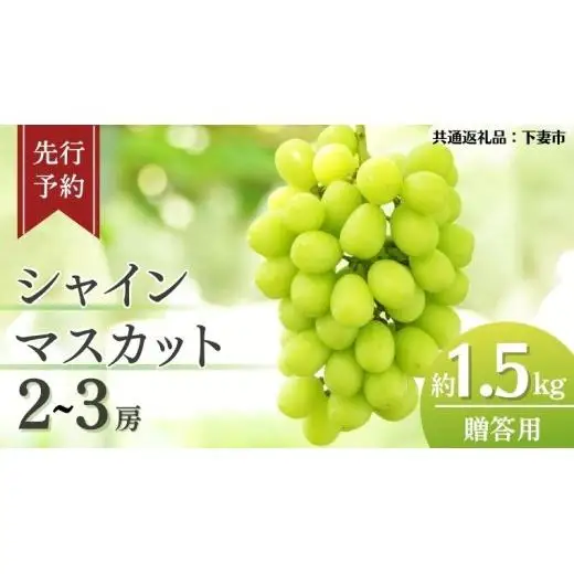 《 先行予約 》 シャインマスカット 2～3房 ( 約 1.5kg )  贈答用 【2026年8月下旬頃発送開始】 ( 共通返礼品：下妻市 )
