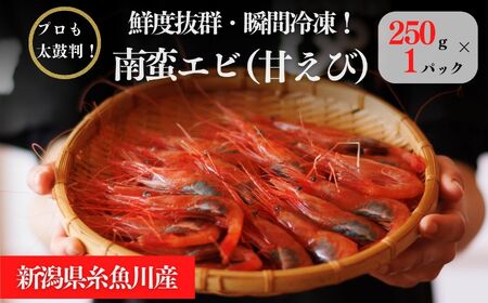 ［9月以降順次発送予定］南蛮エビ 日本海直送 鮮度抜群！糸魚川産『甘エビ』250g×1パック 際立つ甘さと鮮やかさ  甘くとろける格別の味 【プロも太鼓判！】伝兵水産【えび エビ 甘えび 南蛮エビ 】 